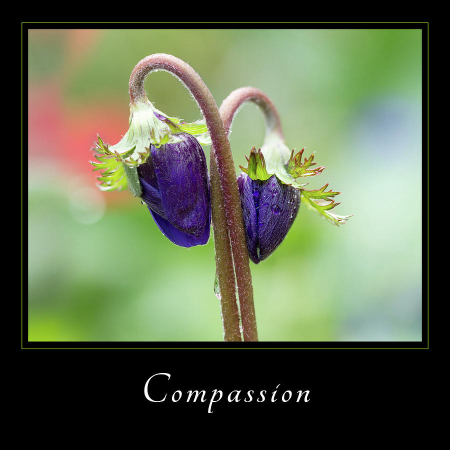 Compassion 1 Photograph by Mary Jo Allen