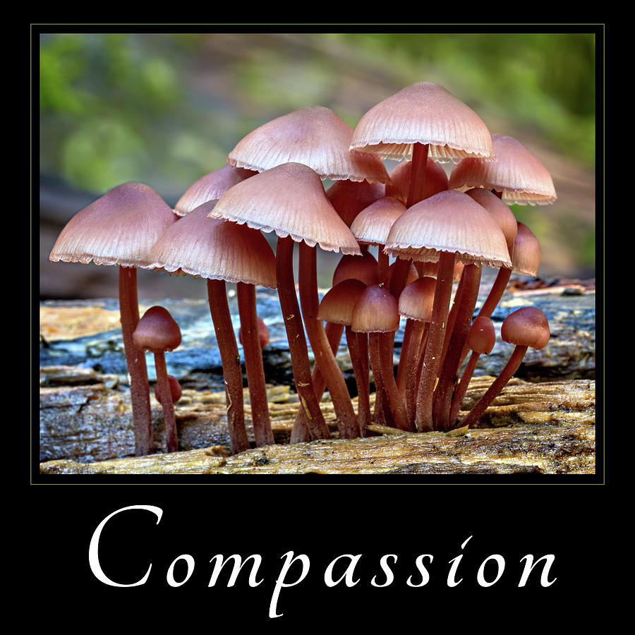 Compassion Photograph by Mary Jo Allen