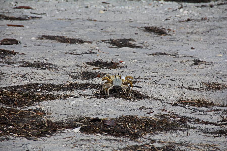 Competing Crabs Photograph by Michiale Schneider