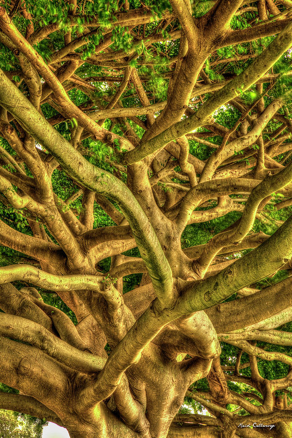 Complexed Design 3 Ohau Native Trees Hawaii Collection Art Photograph by Reid Callaway