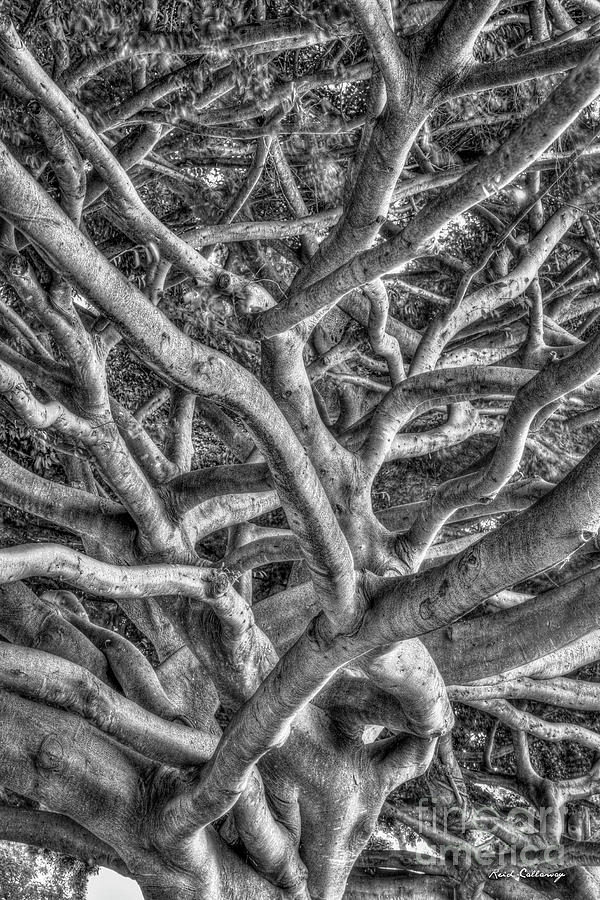 Complexed Design B W Oahu Native Trees Hawaii Collection Art Photograph by Reid Callaway