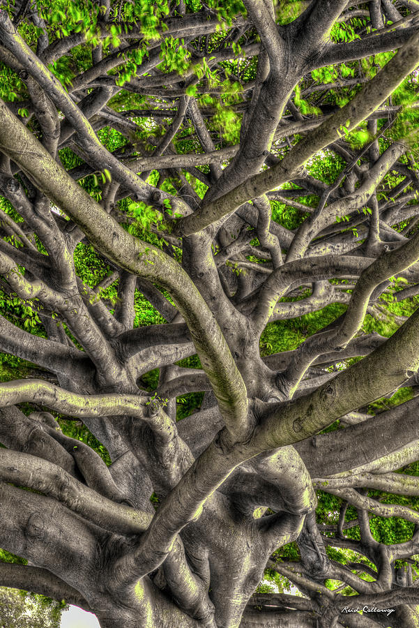 Complexed Design Oahu Native Trees Hawaii Collection Art Photograph by Reid Callaway
