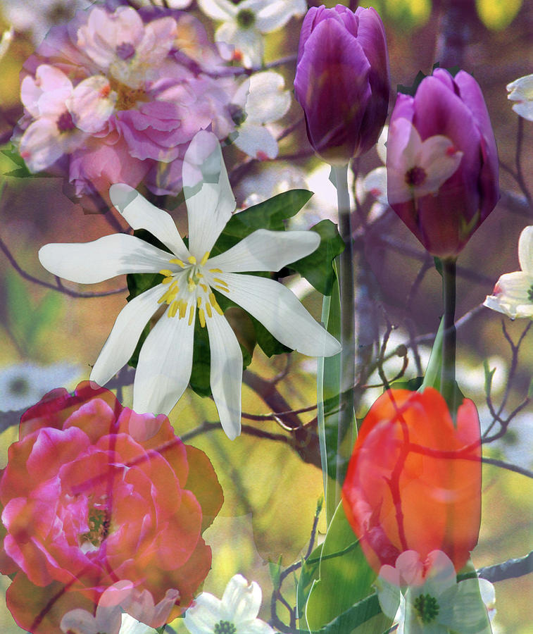 Composit of Flowers by Shirley Roberson Composit of Flowers by Shirley Roberson