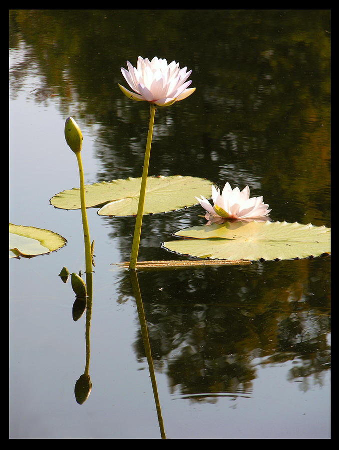 Composition With Lilies Photograph by John Lautermilch