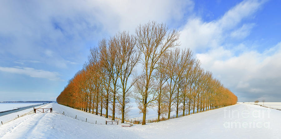 Composition with Trees Photograph by Henk Meijer Photography