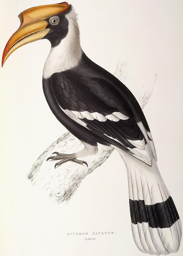 John Gould Painting - Concave Hornbill by John Gould