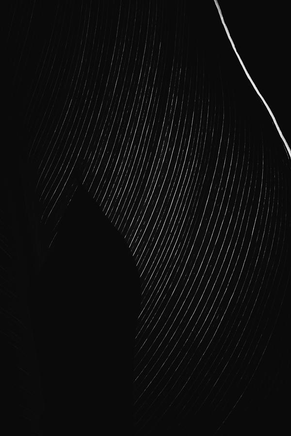 Conceal by Greg Collins Conceal by Greg Collins