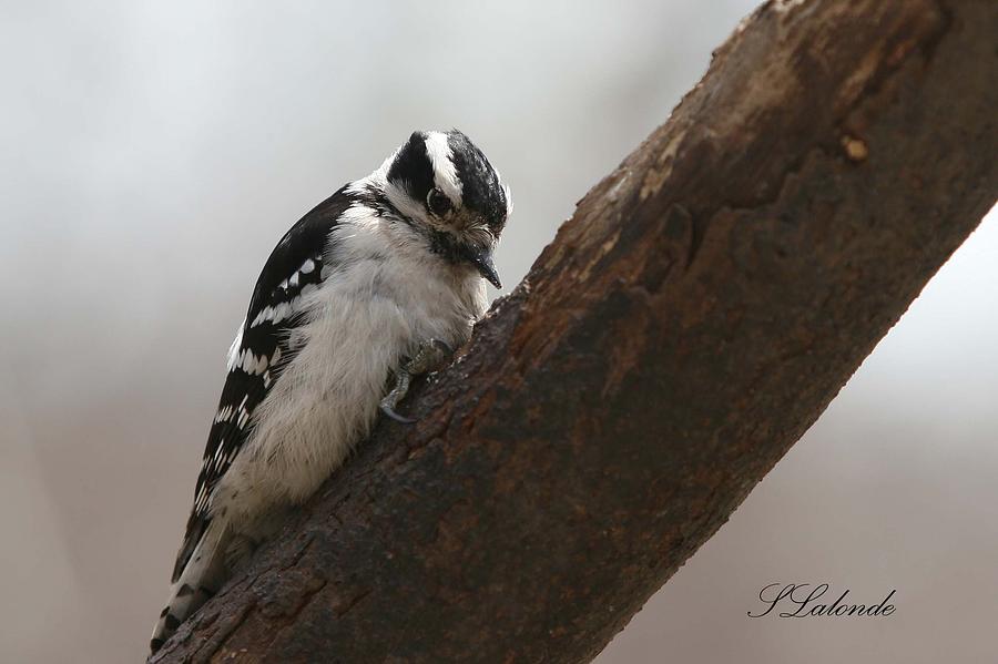Woodpecker Photograph - Concentrate by Sarah  Lalonde