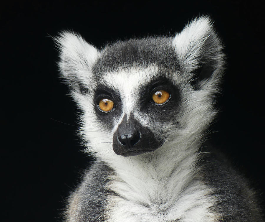 Concentrating Ring-tailed Lemur Photograph by Margaret Saheed