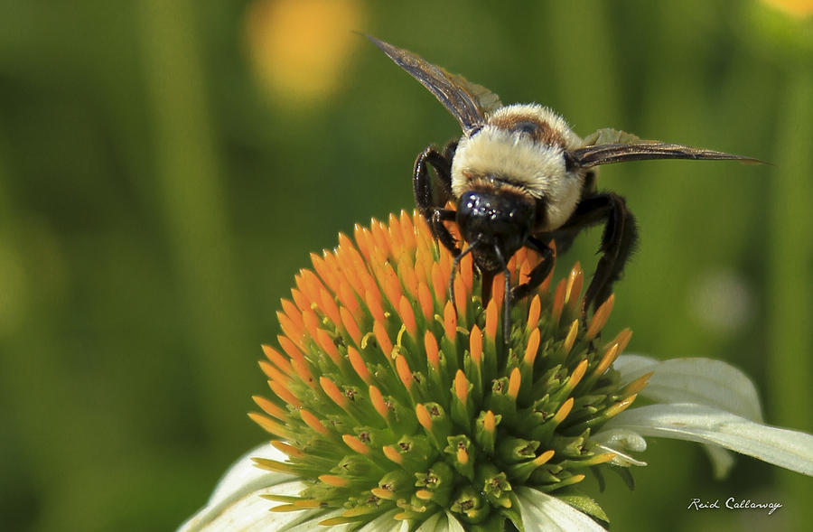 Concentration Coneflower Bee Art Photograph by Reid Callaway