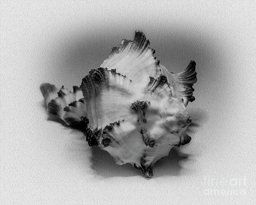 Conch In Miniature Digital Art by Anthony Ellis