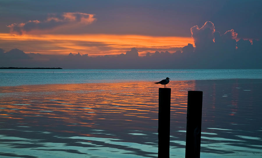 Conch Key Sunset Bird on Piling Photograph by Ginger Wakem