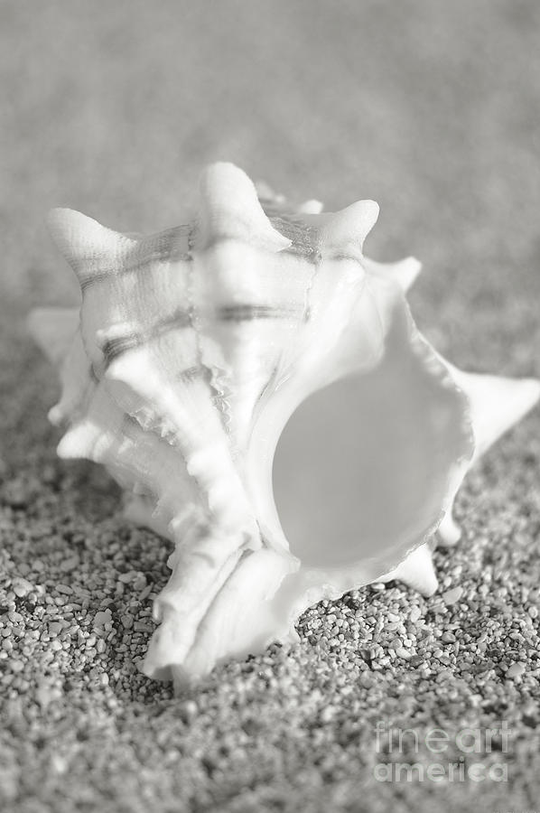 Conch on Beach Photograph by Mary Van de Ven - Printscapes