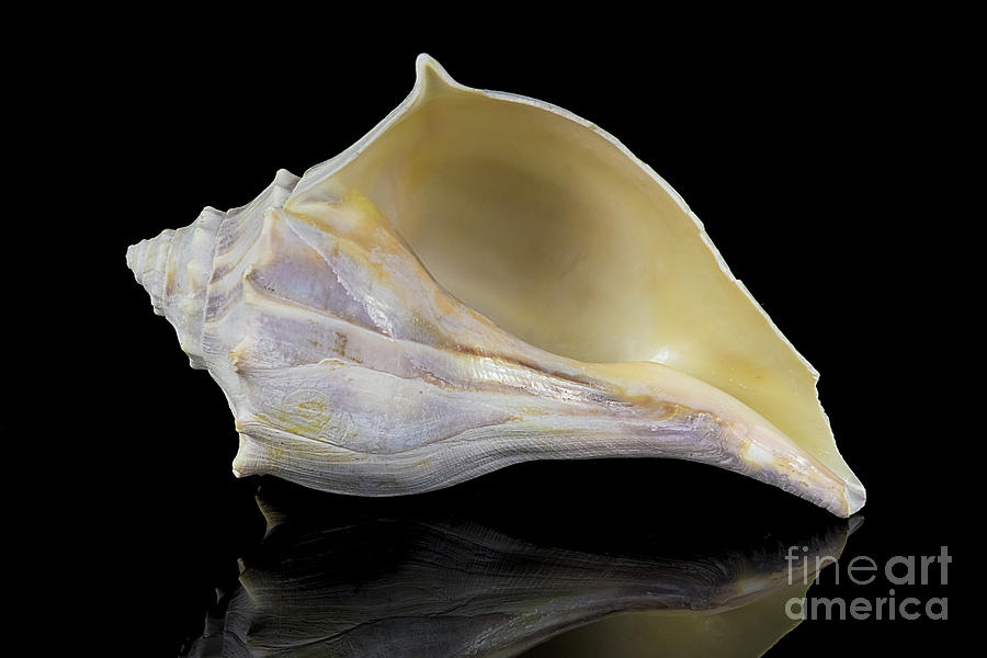 Conch Seashell Photograph by Anthony Sacco