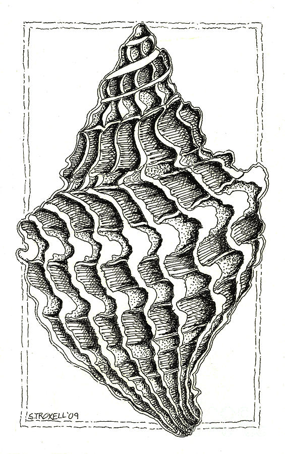 Conch Shell 2 Drawing by Stephanie Troxell