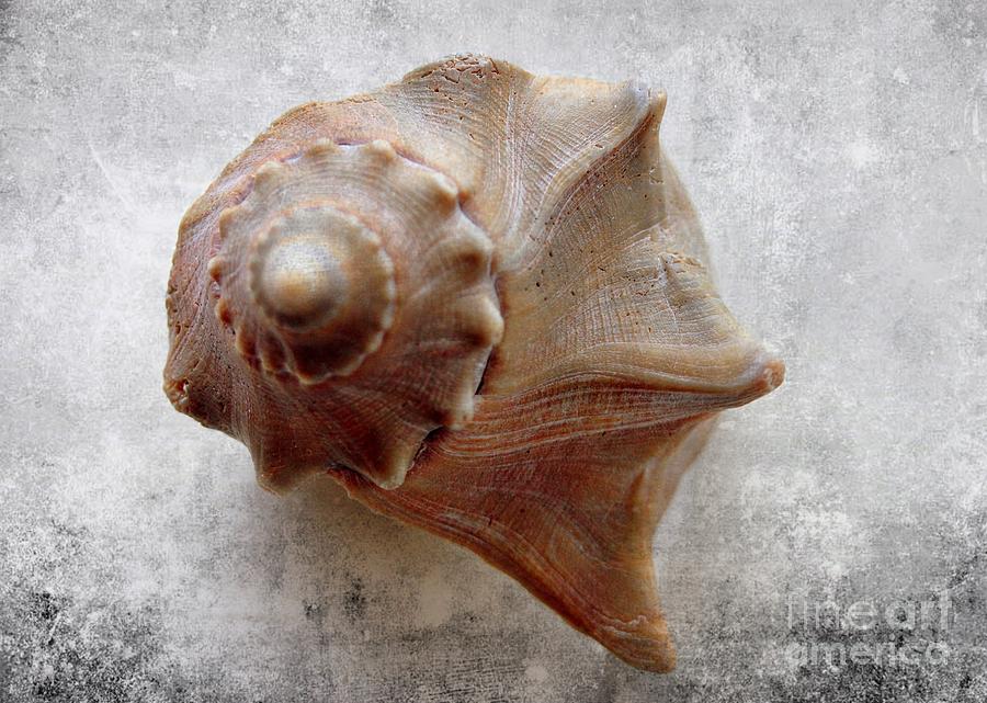 Conch Shell Art Photograph by Mesa Teresita