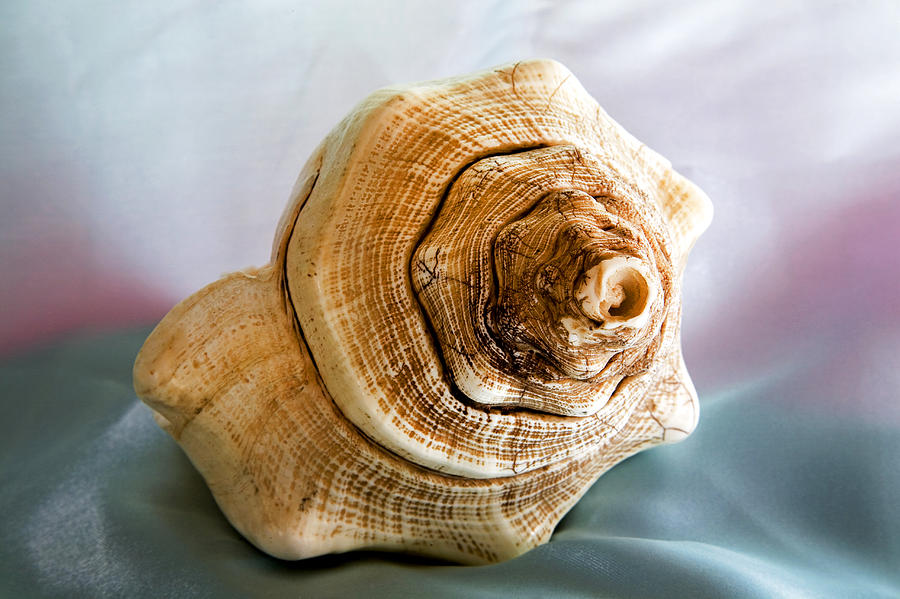 Conch Shell Photograph by Buddy Mays