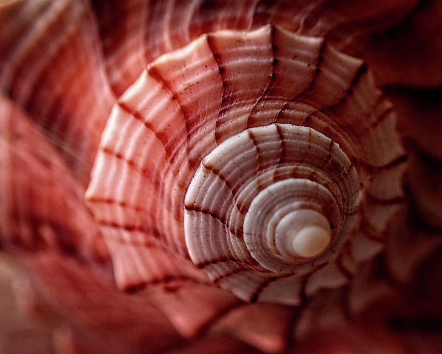 Conch Shell Photograph by Greg and Chrystal Mimbs
