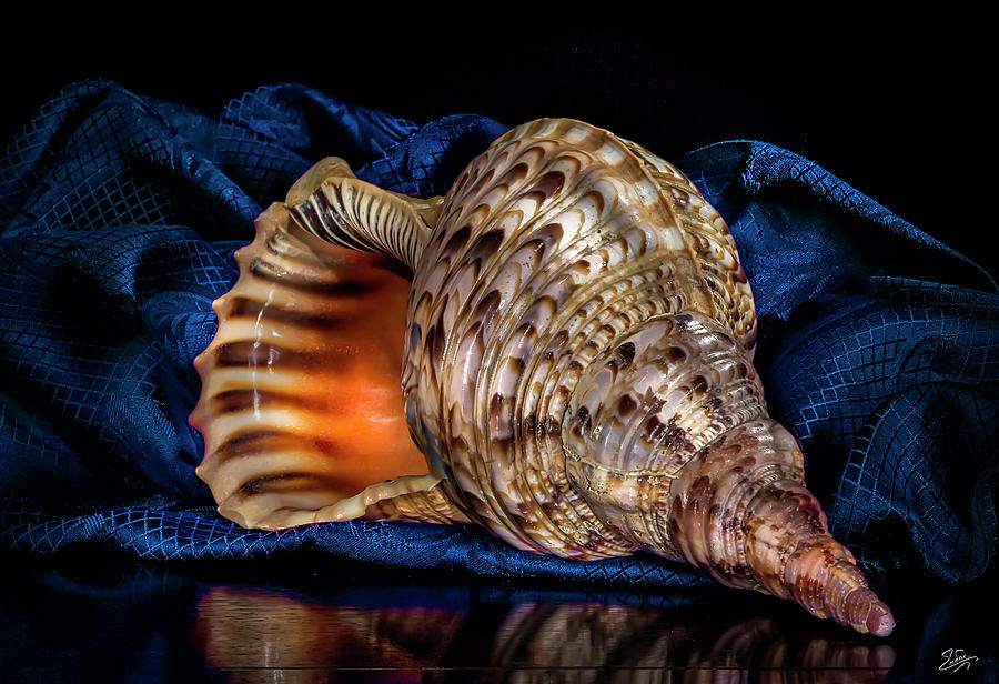 Conch Shell Photograph by Endre Balogh