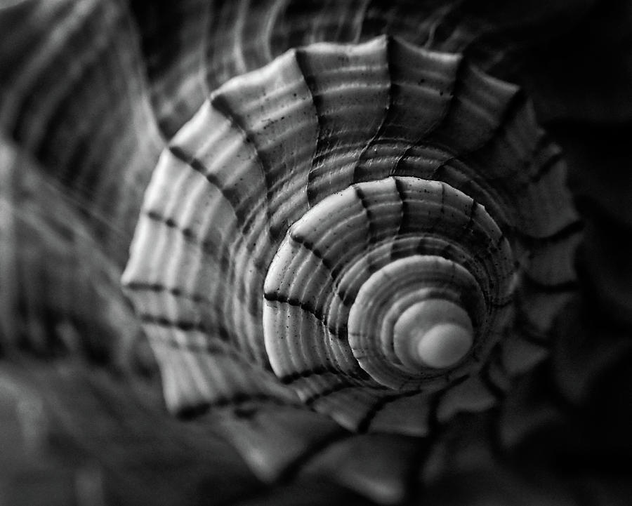 Conch Shell In Black And White Photograph by Greg and Chrystal Mimbs