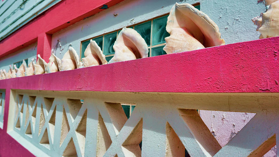 Conch Shells on a Pink Wall - Ambergris Caye, Belize Photograph by Waterdancer