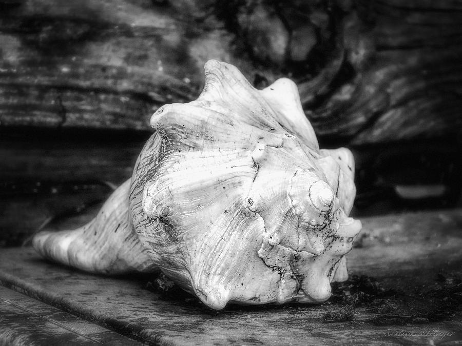 Conch Study in Bw Photograph by Melissa Bittinger