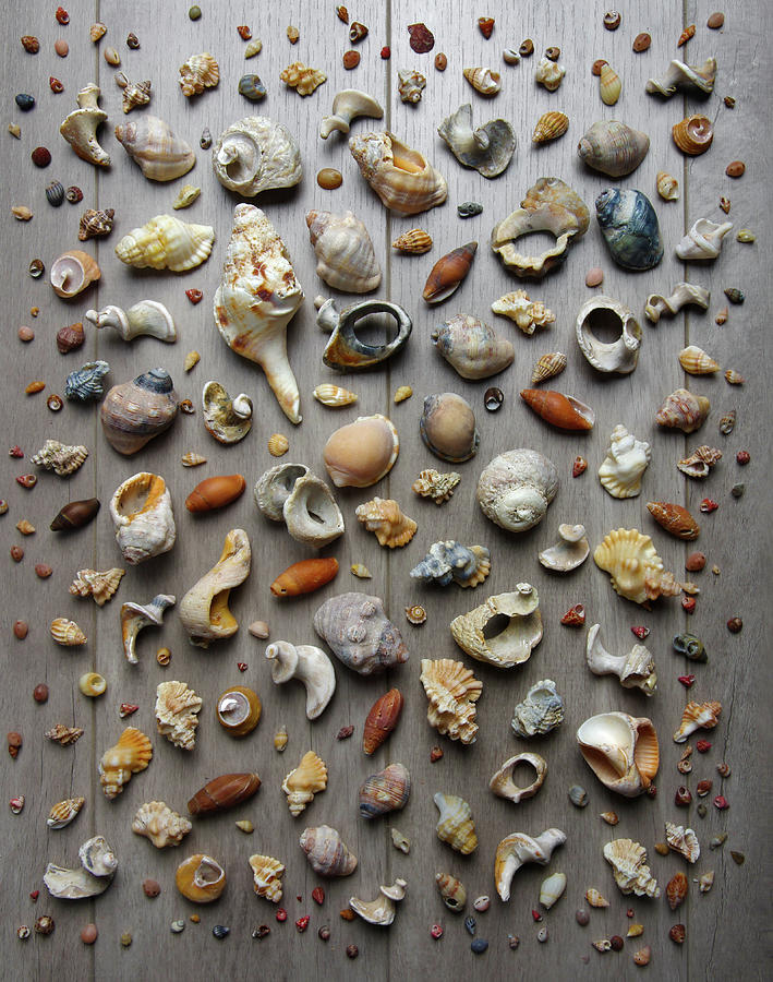 Conches and Shells Photograph by Carlos Caetano