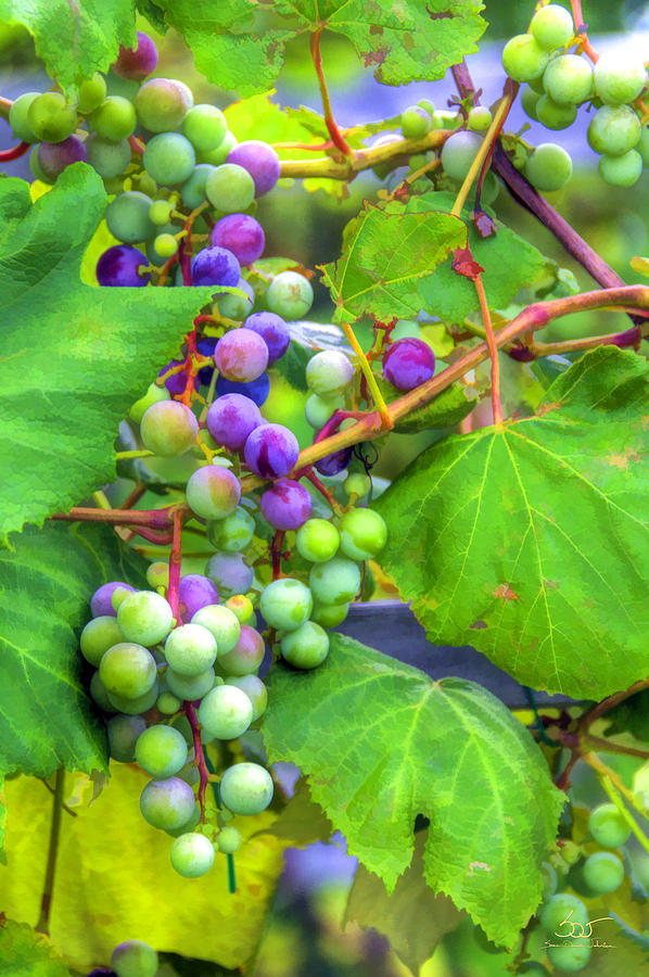 Concord Grape Photograph by Sam Davis Johnson