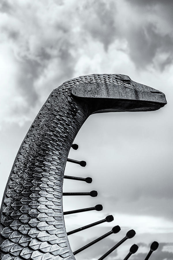 Concrete Serpent Photograph by Robert FERD Frank