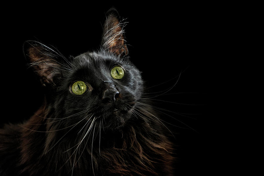 Cat Photograph - Condor by Claudia Moeckel