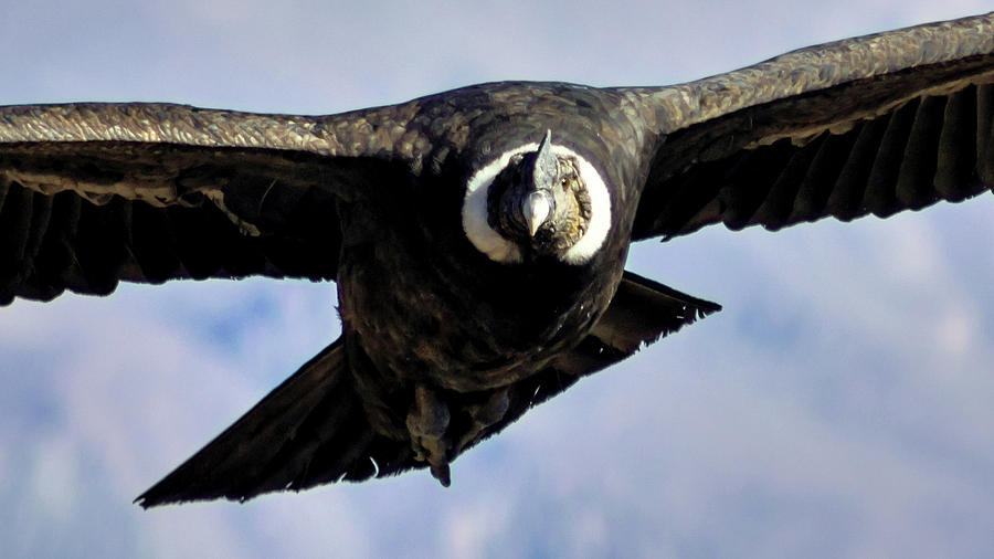 Condor Eye Photograph by Kent Nancollas