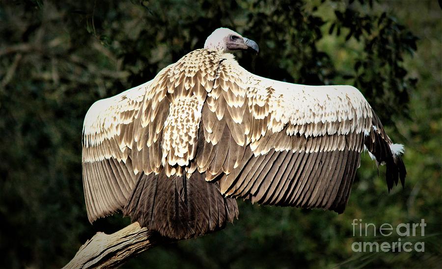 Condor Wings Photograph by Paulette Thomas - Pixels