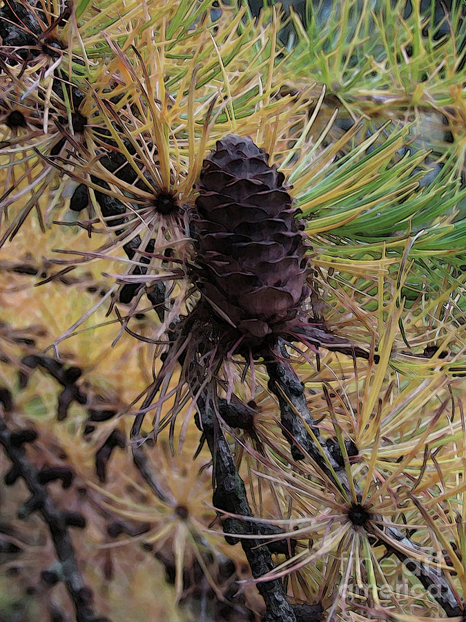 Cone And Pine Needles Photograph by Kim Tran