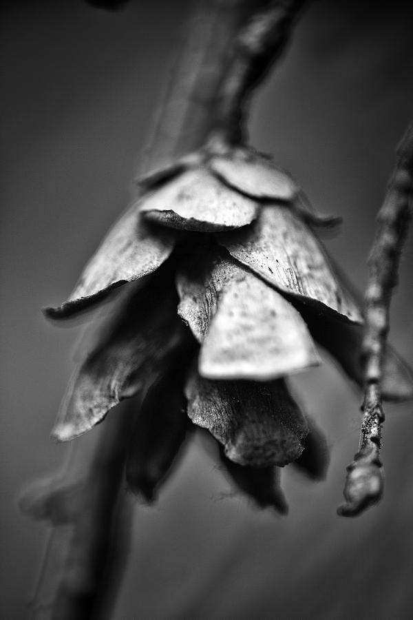 Cone Photograph by Ann Chartrand - Fine Art America