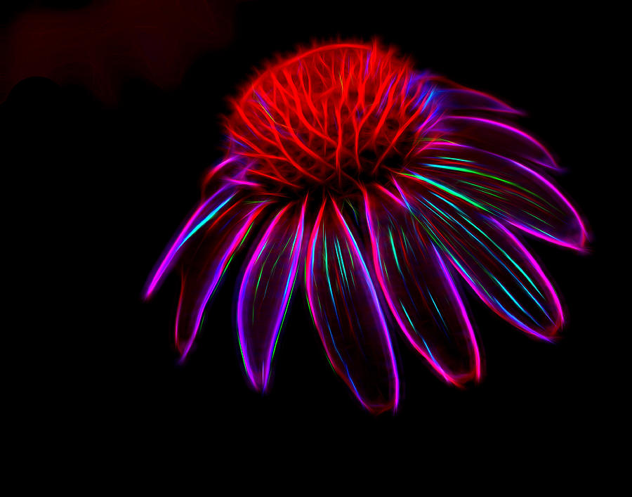 Cone Flower - abstract by Don Keisling Cone Flower - abstract by Don Keisling