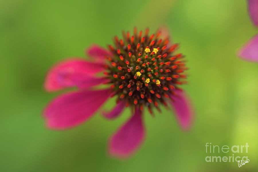 Cone Flower Photograph by Alana Ranney