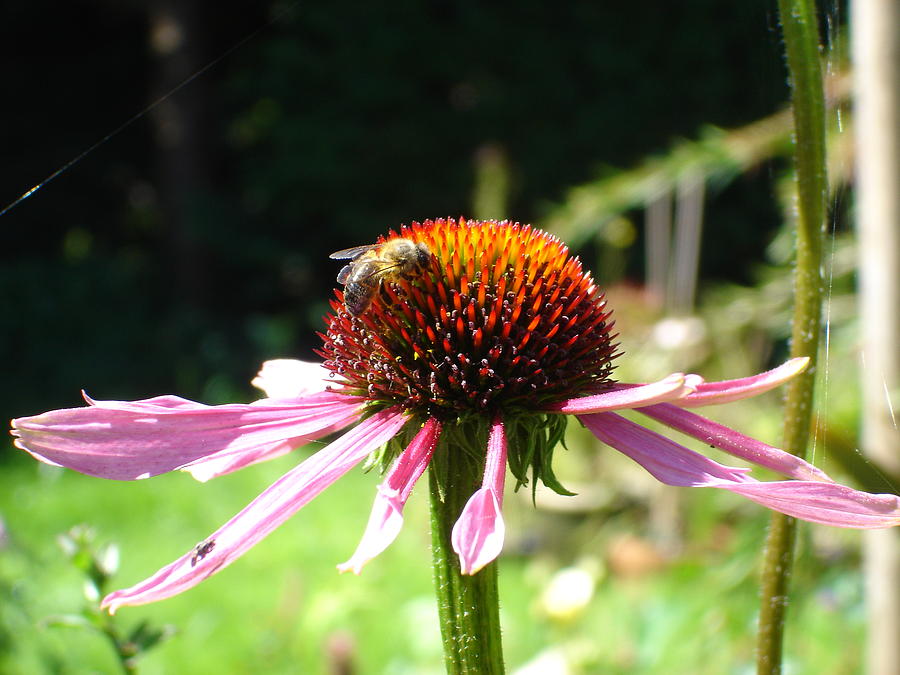 Cone flower and honey bee Photograph by Susan Baker