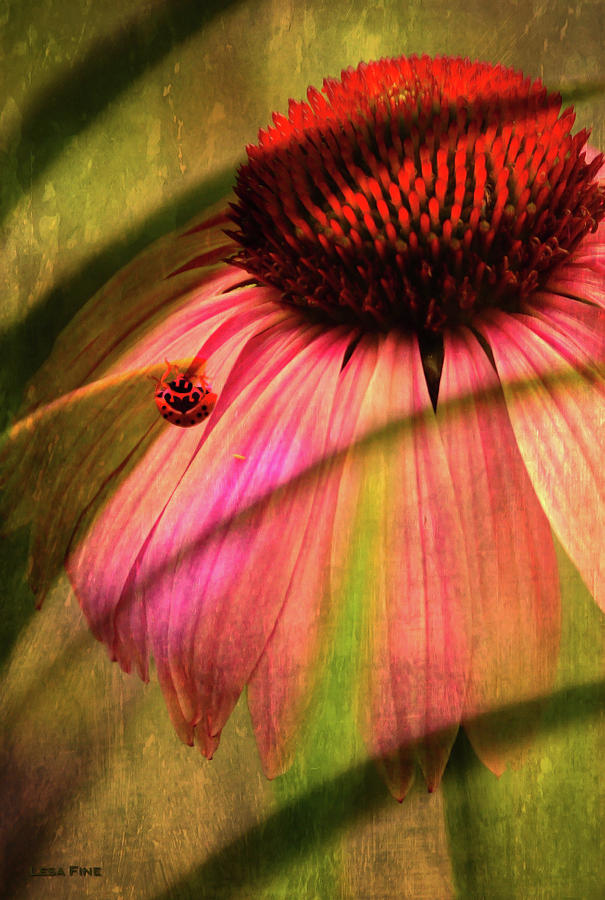 Cone Flower and The Ladybug Photograph by Lesa Fine