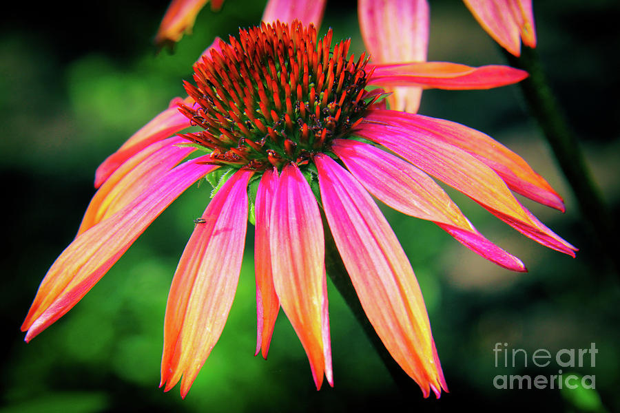 Up Movie Photograph - Cone Flower Beauty by Kasia Bitner