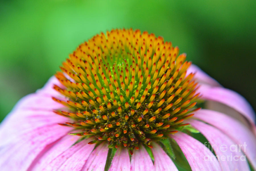 Cone Flower Close Up  Photograph by Amy Lucid
