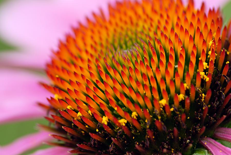 Cone Flower Closeup Photograph by Larry Ricker