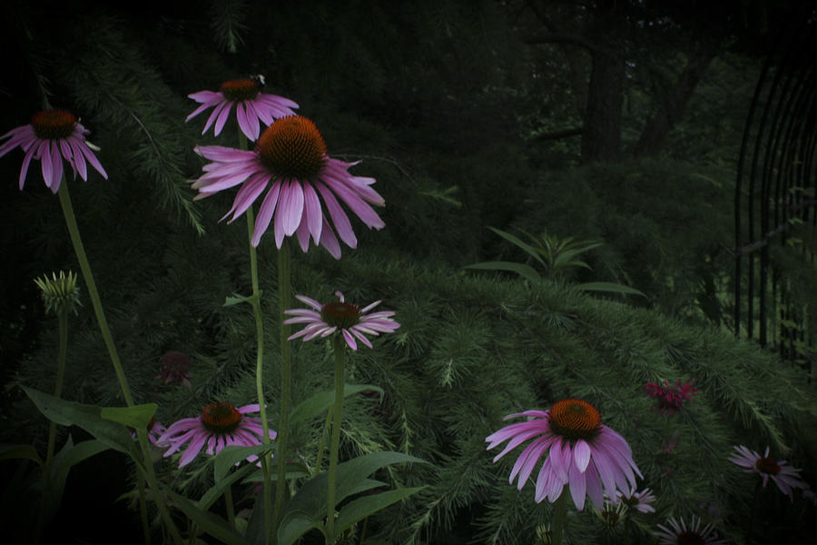 Flower Photograph - Cone Flower Forest by Christina Durity
