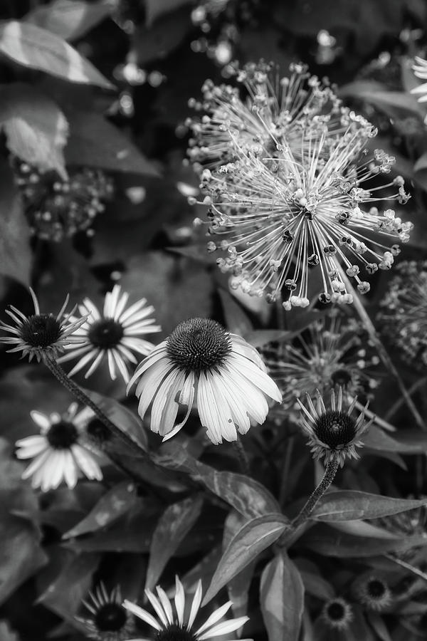 Cone Flower in Dow Gardens 3 BW Photograph by Mary Bedy