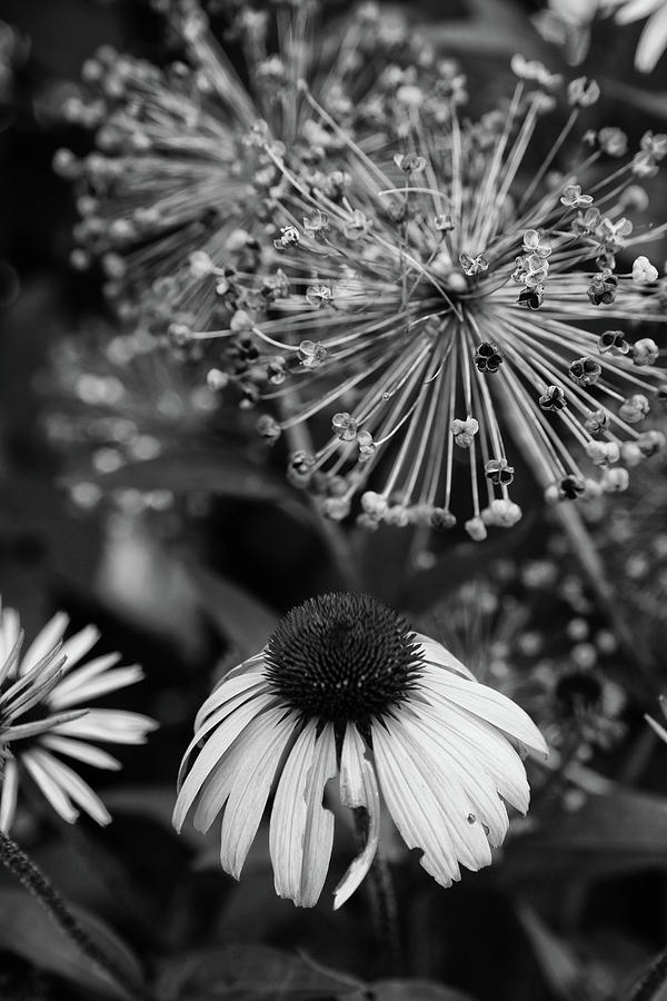 Cone Flower in Dow Gardens BW Photograph by Mary Bedy