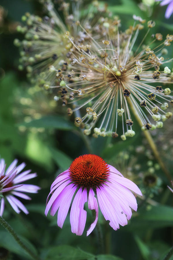 Cone Flower in Dow Gardens Photograph by Mary Bedy
