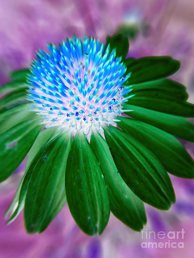 Flower Photograph - Cone flower in Green by Robert Coon Jr