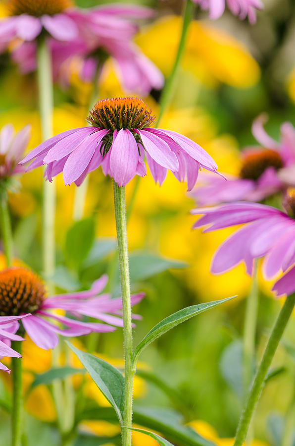 Cone Flower Photograph by Jamie Hooper - Pixels