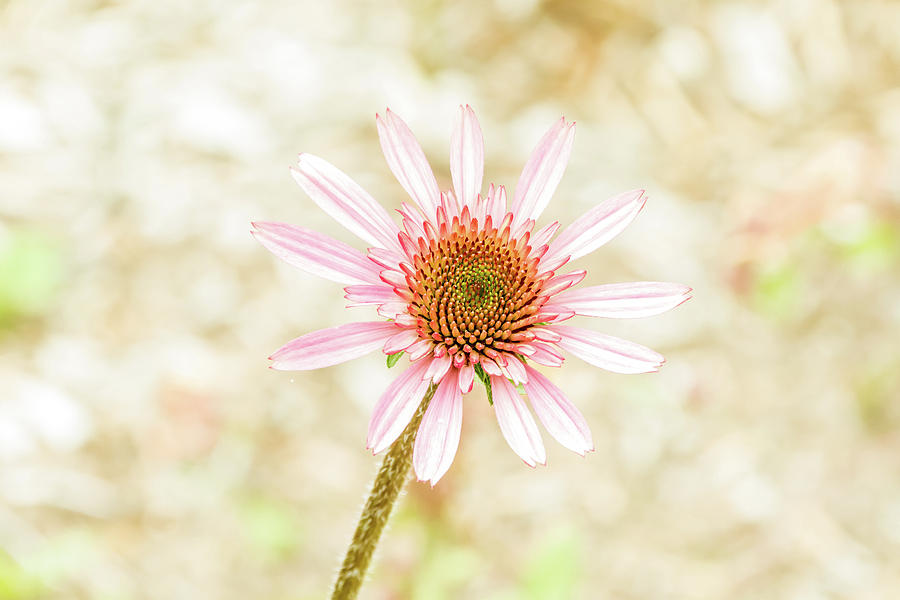 Cone Flower Photograph by Jay Stockhaus