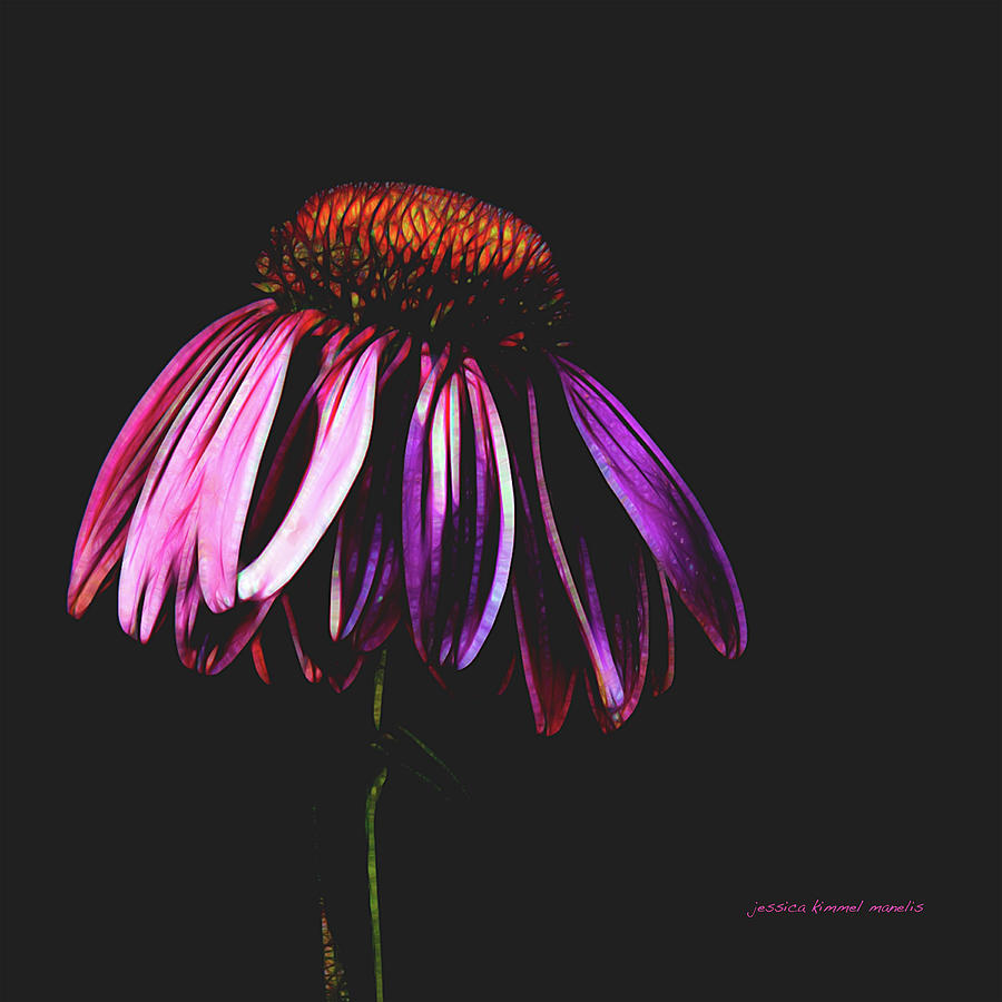 Summer Photograph - Cone Flower by Jessica Manelis