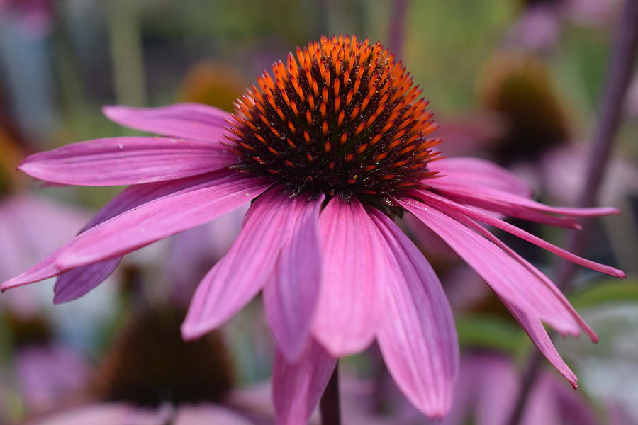 Cone Flower Photograph by Jimmy Chuck Smith